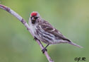 Carduelis flammea